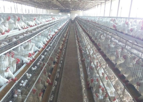 H type galvaniseerde de automatische kooi van de het landbouwbedrijf laer kip van het betterygevogelte voor de Markt van Zuid-Afrika