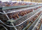 De Kooi van draadmesh layer chicken cages battery met Automatisch Kip het Voeden Systeem