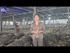 Inleiding en tentoonstelling van de werkplaats voor anti-tank barrière mesh