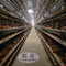 Automatische 160 vogelschaal kippenboerderij kooi voor eien