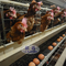 Automatische 160 vogelschaal kippenboerderij kooi voor eien