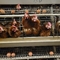 Batterij metalen dierlaag kippenkooi voor het leggen van kippen eieren