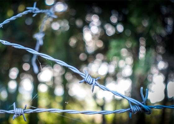 Tuin anti-diefstal dubbelstreng traditioneel draai galvaniseerde prikkeldraad spoelen