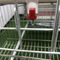 De automatische Kooien van de de Kippenlaag van het Drinkwatersysteem voor Gevogeltelandbouwbedrijf